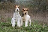 FOX TERRIER 487